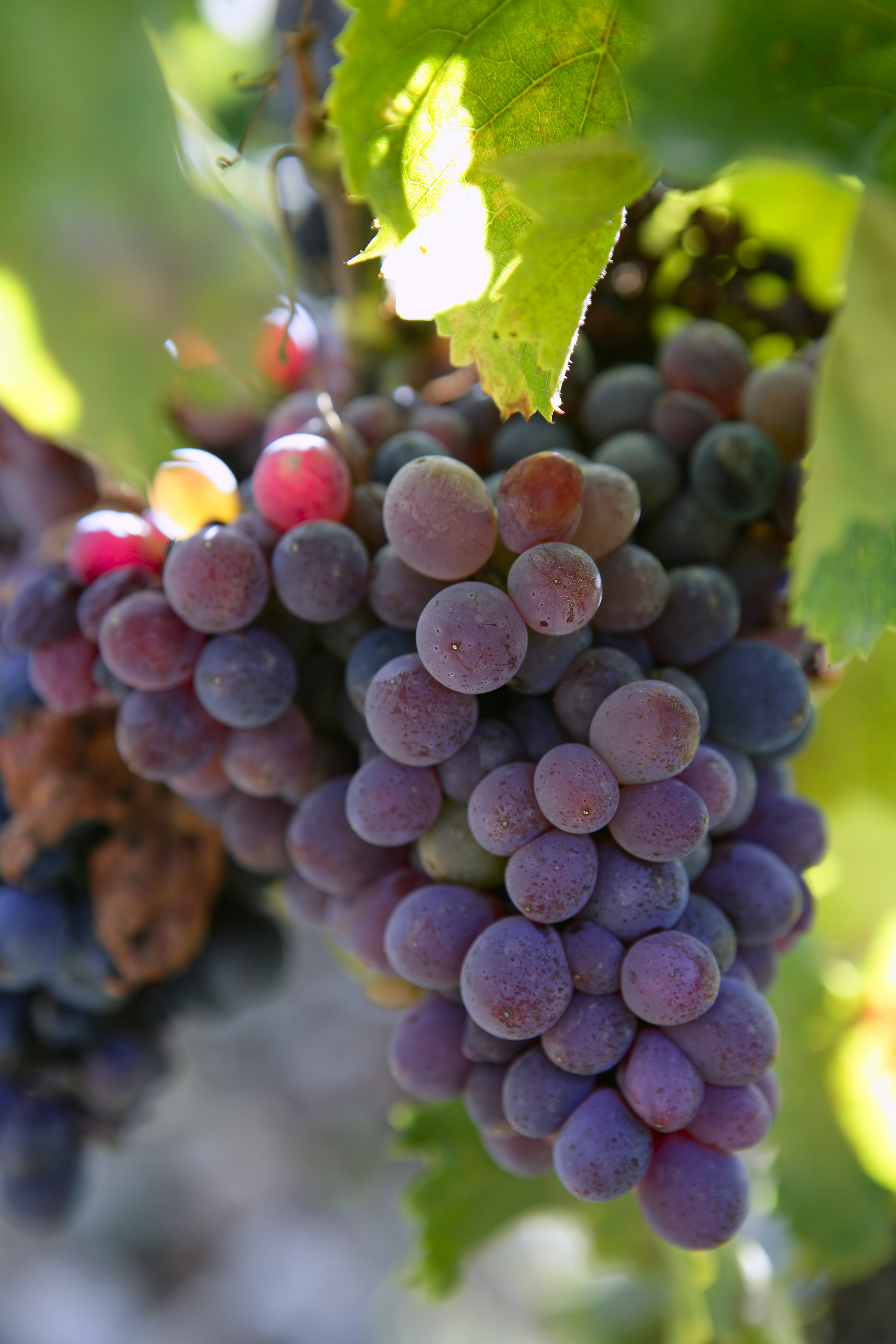 Vortrag: Vielseitig, ausdrucksstark und fruchtig: Die Weine des Beaujolais